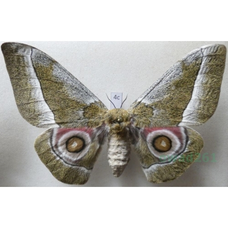 Gonimbrasia zambesina (Walker, 1865) female ex.pupa Kenya 117mm4c